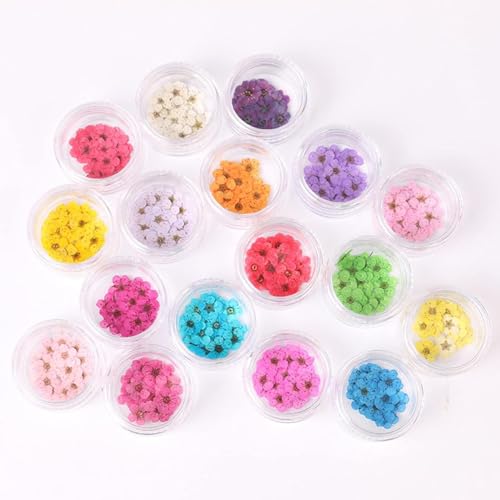 100 Piezas de Flores Secas de Narciso para Arte en Uñas miniatura 5