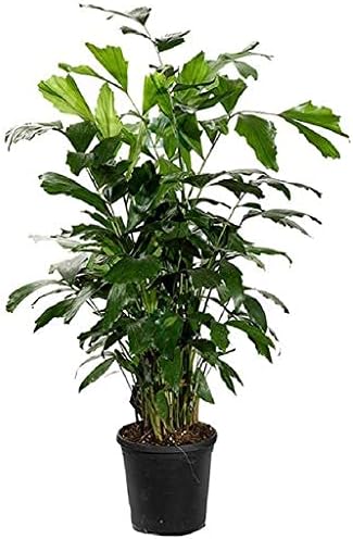 Grun Fishtail Palm Live Plant