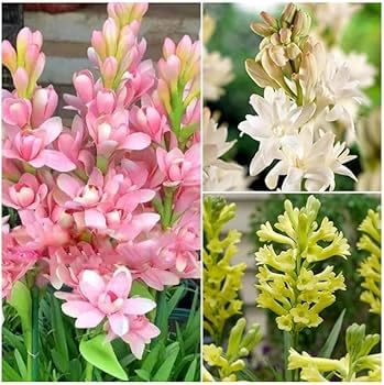 Tuberose Bulbs Mixed Colours, 4 Varieties, 12 Pieces-image-14