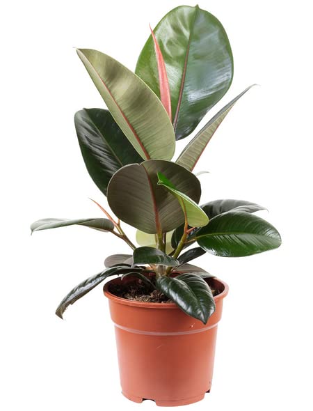 Ficus Elastica Árbol de Interior o Exterior Natural Fácil de Cuidar