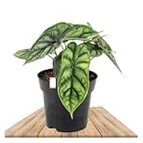 Alocasia Dragon Scale: Planta Natural y Exótica para Interiores Especiales