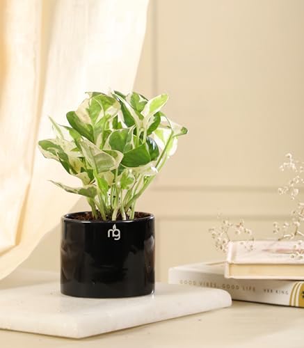 Image of Nurturing Green Combo of 2 Black Ceramic Pots for Plants | Indoor Flower Pots (Size: 3.5 Inch Wide*2.8 Inch High)