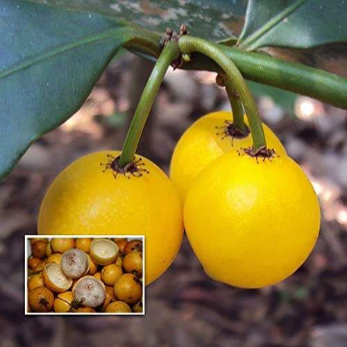 Nursery Live Baraba / Cherry Mangosteen (Seedling) Fruit Live Plant