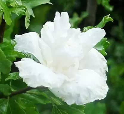 Cloud Farm Live White Hibiscus/Best Attractive Flowering Plant For Home/Balcony/Outdoor Garden - Healthy Live 1 Plant CF_53 (B0BCL9HY4H) Amazon Price History, Amazon Price Tracker