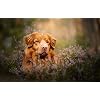 LHJOY coole puzzels voor volwassenen 1000 stukjes Dog scottish terrier