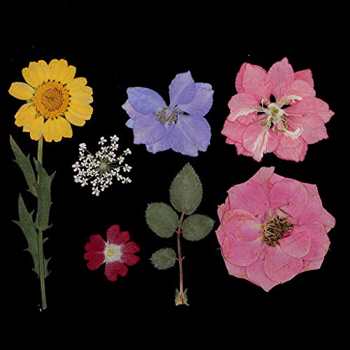 Flores secas naturales prensadas, pack 4 unidades miniatura 7