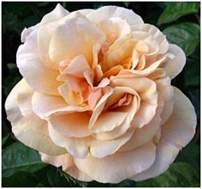 Rose Bare Root Plant 'My Darling Husband ' Floribunda Apricot Sweet/Spicy Scent by Plug Plants Express Limited