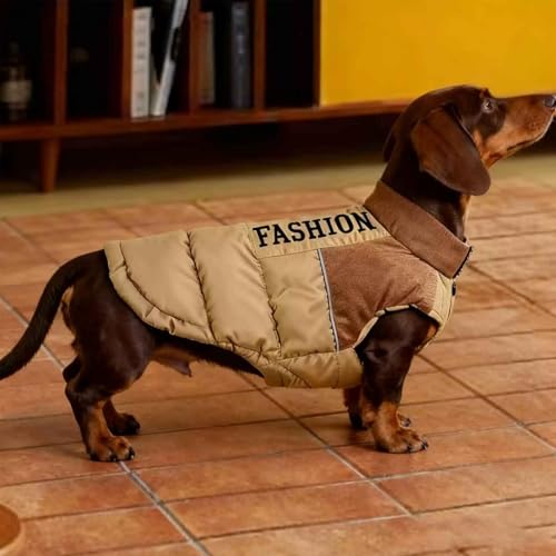 Teckel gilet pour petits chiens protégeant du froid pendant la marche quotidienne