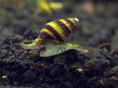 10 Live Assassin Snails (Clea Helena) &ndash; Natural Pest Control for Freshwater Aquariums &ndash; Removes...