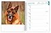 German Shepherds | 2026 6 x 7.75 Inch Spiral-Bound Wire-O Weekly Engagement Planner Calendar | New Full-Color Image Every Week | BrownTrout | Animals Dog Breeds Pets