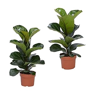 Set Van 2 Ficus Lyrata Vioolplant | ↑ 35-40cm | Ø 12cm