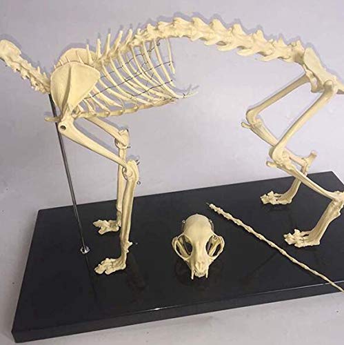 Tieranatomie Modell Anatomiemodell, Katzenskelett Anatomie – Tierisches ...