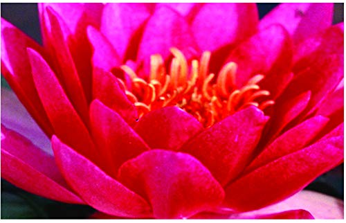 Lincolnshire Pond Plants Ltd Water Lily - Live Water Plant Aquatic Pond Lake Marginal (Potted, Selection - Red Lily)