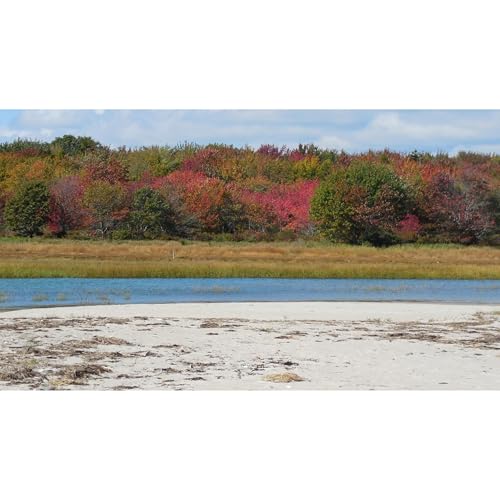 Goldengrove Audiolibro Por David Donavel arte de portada