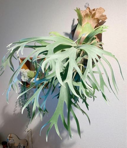 �r�J�N�V�_ P.�����ܙ� P.Elsa �E�q ����!2��Z�b�gF