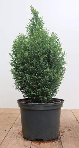 Chamaecyparis lawsoniana 'Snow White' 30–40 cm – Winterhart, Immergrün, Pflegeleicht – Lawsons Scheinzypresse – Heckenpflanze für Garten & Sichtschutz