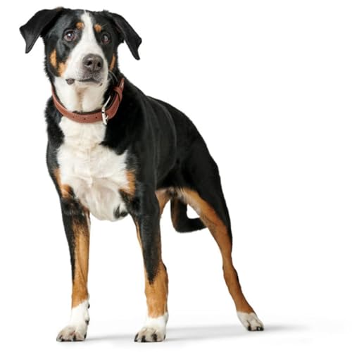 HUNTER Hundehalsband Canadian UP, Farbe: Cognac/schwarz, weiches, geschmeidiges Leder, klassisch, fellschonend, nachhaltig, Made in Germany, Größe: 45