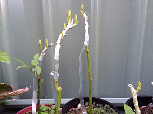 SVE 900M x 1.5 Inch Grafting Stretchable Tape for Nursery and Garden, Budding/Plant Repair Tape for Nursery & Garden, Moisture Barrier Waterproof, Length- 900meter, Width- 24mm (Pack of 1)