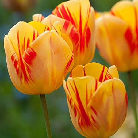 Tulpen zwiebeln，Es ist eine Art feste Blume, Elegante Haltung ist das ganze Jahr über schön, um anzuhalten und zuzusehen-3,5zwiebelns