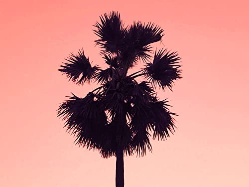 Chill House Collective