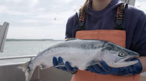 Amazon Fresh Wild Caught Alaskan Sockeye Salmon, Frozen thumb #3