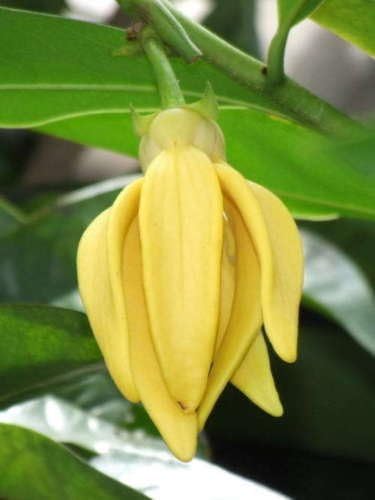 Artabotrys siamensis, Climbing Ylang-Ylang 10 Seeds, ''Karawek'' Fragrant Flower