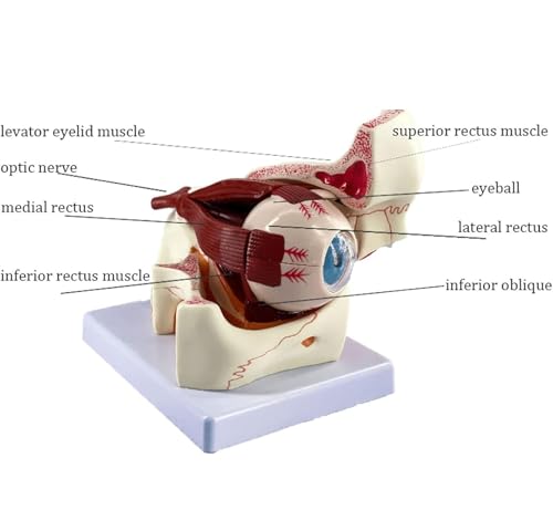 Modèle d'enseignement AMITD de l'eyeball 3D et orbite pour cours de médecine - 4