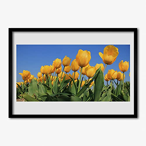 Affiche encadrée 70x50 cm de tulipes avec cadre en MDF noir pour décoration murale de maison