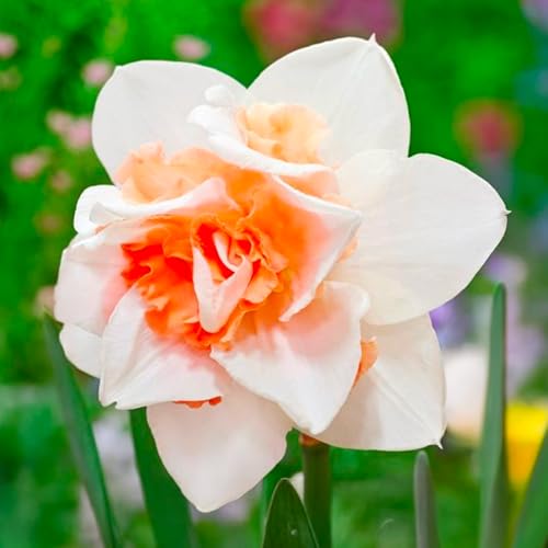 Bulbi di NARCISO | Bulbi provenienti dai migliori produttori Olandesi | Esclusiva selezione e controllo qualità | Fioritura garantita dal primo anno. (5 Narcisi doppi REPLETE)