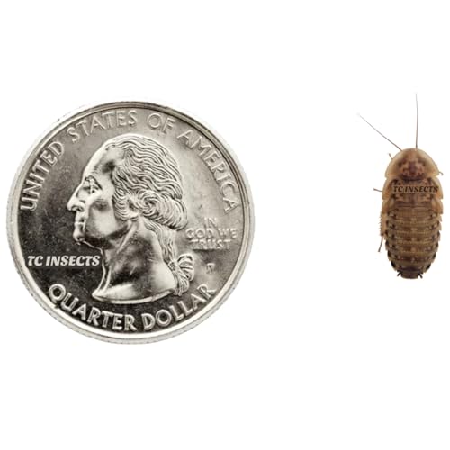 TC INSECTS 100 Small Cupped Live Dubia Roaches Live Arrival is Guaranteed