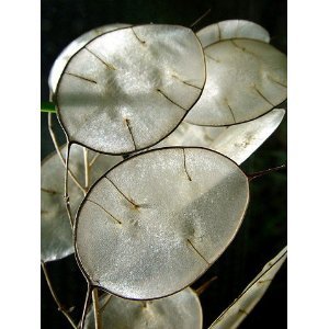 Money Plant 20 Seeds-Silver Dollar Plant-Honesty-Annual Money Plant 20 Seeds-Silver Dollar Plant-Honesty-Annual