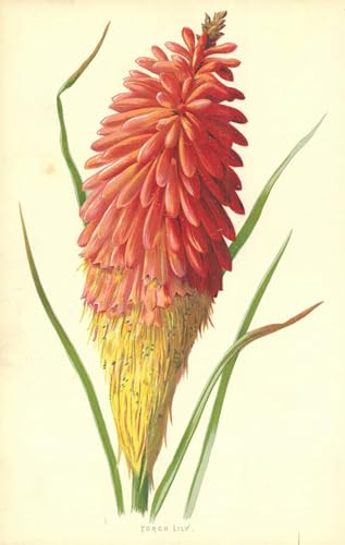 Cuadro de lienzo Torcia Giglio de Frederick Edward Hulme para decoración de salón, 60x90cm