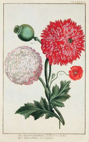 Tableaux graffiti Basilius Besler : impression Papaver Somniferum