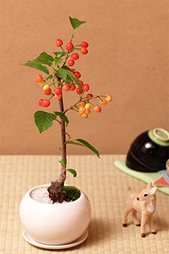 花とサクランボ sakuranbo6gou-10.jpg