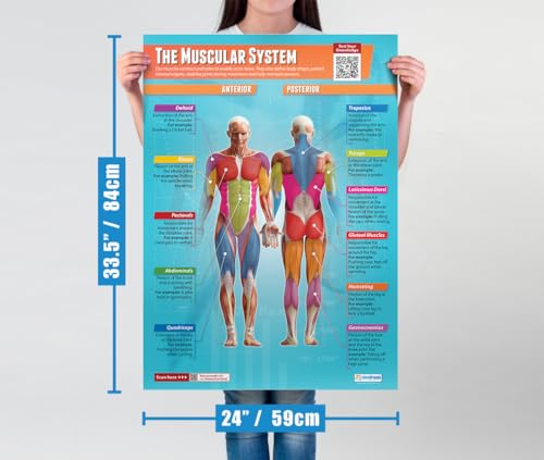 Plakaty z układem mięśniowym i szkieletowym, zestaw 4 sztuk, plakaty naukowe, papier z połyskiem o wymiarach 850 mm x 594 mm (A1), tabele naukowe do klasy, wykresy edukacyjne od Daydream Education