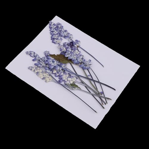 10 piezas flores secas prensadas naturales lila para decoración miniatura 1