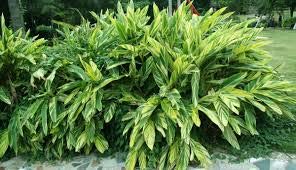 See full amazon price history chart for Indiana Thai Ginger Greater Galangal Dumparaashtrakamu Akkulati Anaivacampu Bara-kulanjan Dhumarasmi Dhumala Dhumparastma Chitta-ratta Kanghu Alpinia galangal Live Plant Indiana Thai Ginger Greater Galangal Dumparaashtrakamu Akkulati Anaivacampu Bara-kulanjan Dhumarasmi Dhumala Dhumparastma Chitta-ratta Kanghu Alpinia galangal Live Plant (B08FTL5P3N) Amazon Price History, Amazon Price Tracker