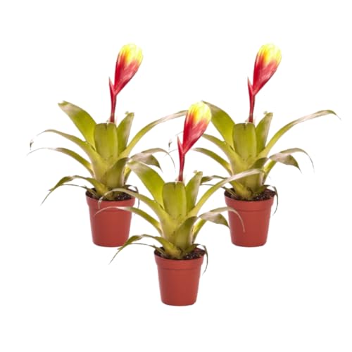 Verdecora Bromelia | Piña con flor | Planta natural de interior (Maceta Ø9cm PACK 3 UNIDADES)