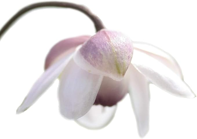 Amazon Co Jp レンゲショウマ Diy 工具 ガーデン