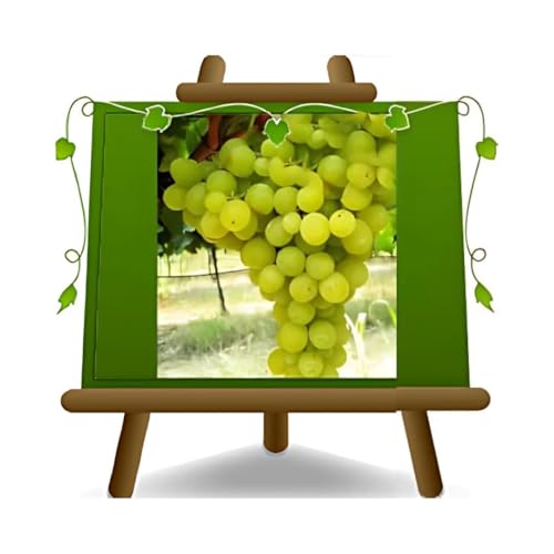 EURO PLANTS VIVAI Vigne Regina Reine des vignes plante fruitière ancienne en pot 20 cm hauteur 150-170 cm - Âge 2 ans