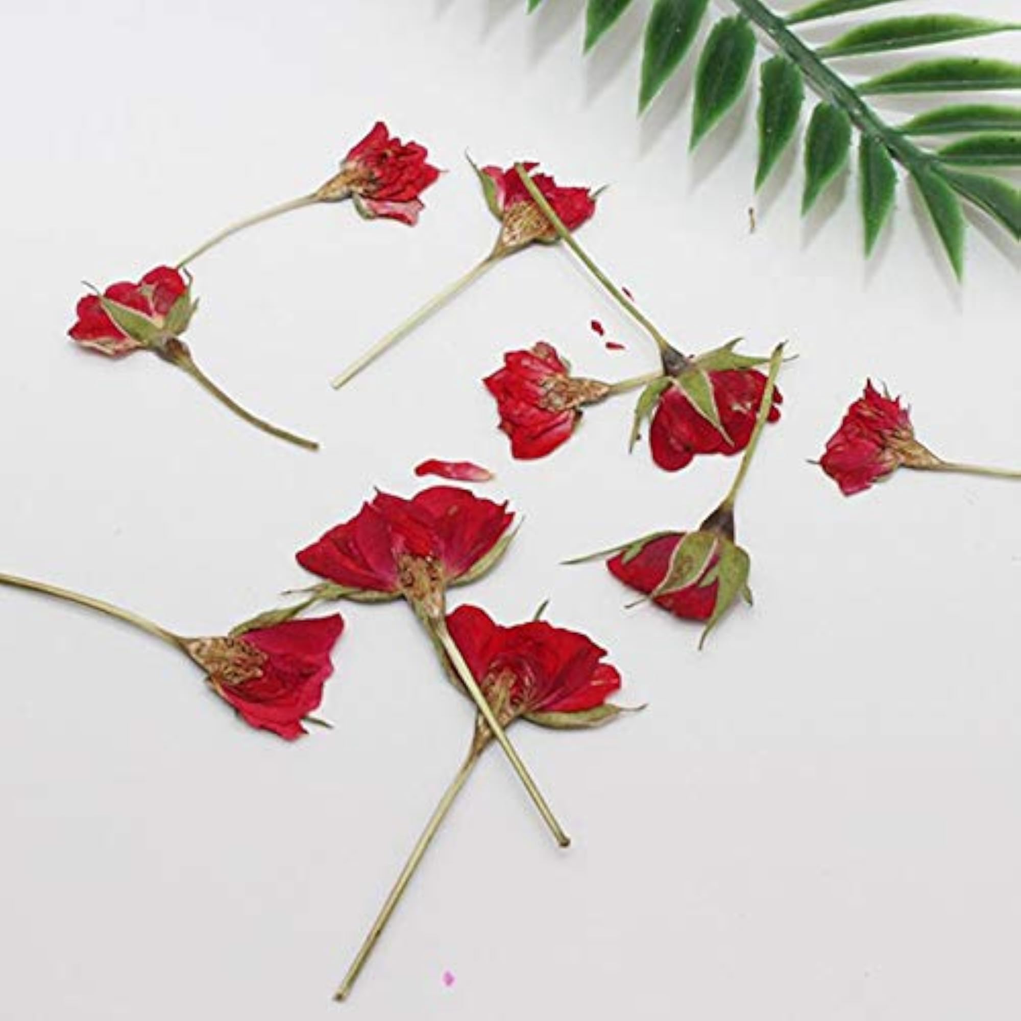24PCS Pressed Flowers Leaves DIY Scrapbooking Flower Supply