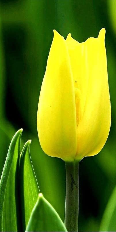 Siviga Tulip flower bulbs | lite yellow Tulip Flowers Bulbs for Pot and Home Garden | Imported Variety Tulip Flowera Bulbs for All Season| Pack of 5 Bulbs