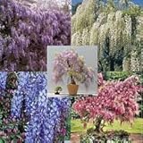 WISTERIA 5 colores, azul, púrpura, lavanda, blanco, rosa, 25 semillas, 5 semillas cada uno.