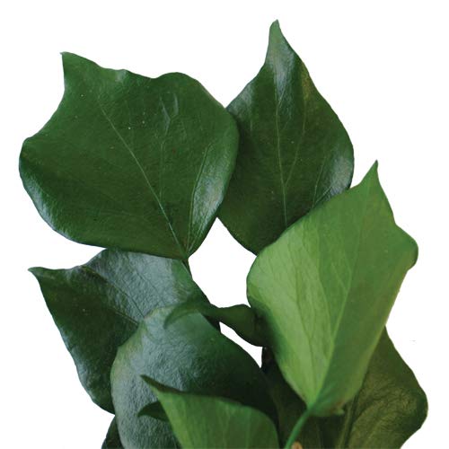 Decoflorales - Echter, auf Glycerinbasis konservierter Efeu; Farbe grn;  Bund; ca. 5-6 Zweige; Lnge ca. 50 cm : Amazon.de: Kche, Haushalt & Wohnen