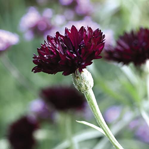 Cornflower Seeds 'Black Ball' Centaurea cyanus Blue-Bottle Bachelor's Buttons Purple Blooms Hardy Annual Easy to Grow Your Own Garden Flowers 1x Packet (Approx. 100 Seeds) by Thompson and Morgan