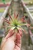 Air Plant Tillandsia 2 Pack Brachycaulos Red (2-3") Enhanced Garden in the City (Grown and Shipped from California) #1