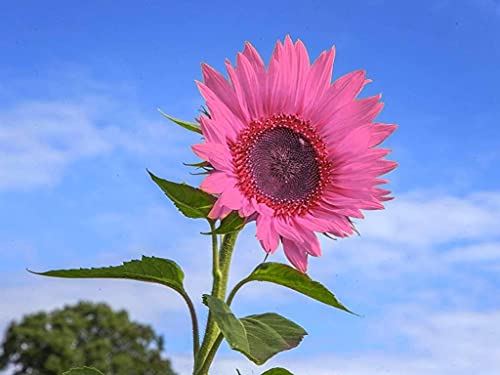 Pink Sunflower Seeds for Planting - Iris Táº¹ctá»rá»¥m Rose Sunflower Seeds â€“ 100 Seeds