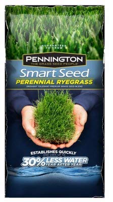 Pennington Green Turf Perennial Ryegrass Seed (600 sq ft)
