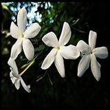 100+ Jasmine Night Scented Flowering Tobacco (Nicotiana Alata) - Rare Flower Succulen Tree Fruit...