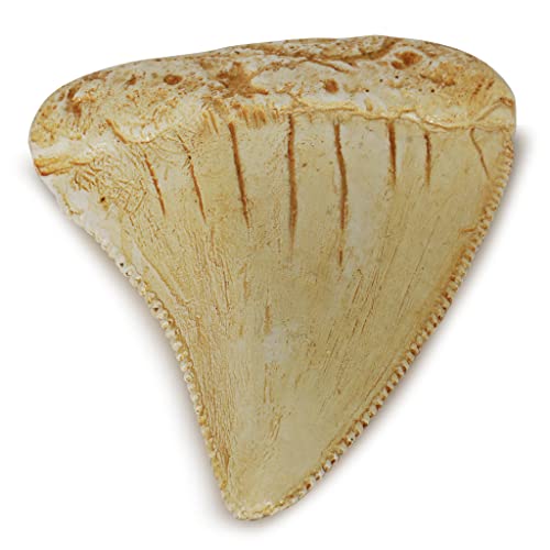 Dientes fosilizados y garras de varios dinosaurios prehistóricos, dientes de tiburón megalodón y réplicas de alta fidelidad (diente de tiburón